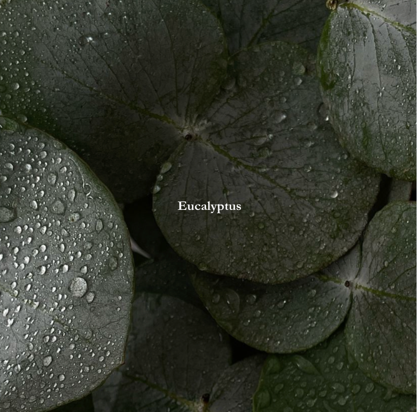 Essence (White Eucalyptus)